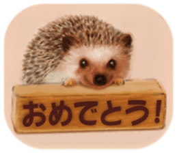 BOCKLE  -The hedgehog- sticker #10084941