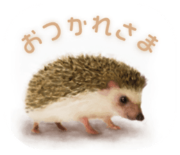BOCKLE  -The hedgehog- sticker #10084943