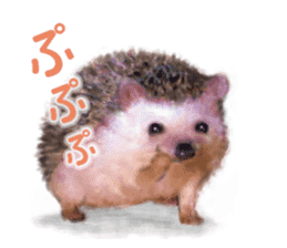 BOCKLE  -The hedgehog- sticker #10084944