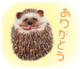 BOCKLE  -The hedgehog- sticker #10084946