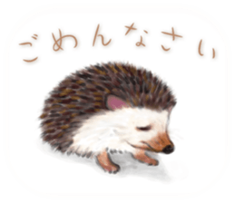 BOCKLE  -The hedgehog- sticker #10084947