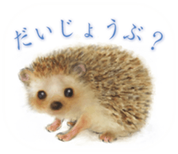 BOCKLE  -The hedgehog- sticker #10084948