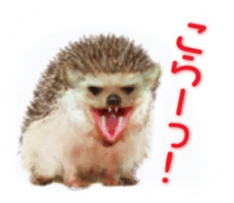 BOCKLE  -The hedgehog- sticker #10084949