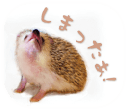 BOCKLE  -The hedgehog- sticker #10084950