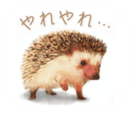 BOCKLE  -The hedgehog- sticker #10084951