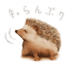 BOCKLE  -The hedgehog- sticker #10084952