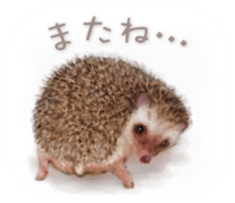 BOCKLE  -The hedgehog- sticker #10084953