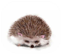 BOCKLE  -The hedgehog- sticker #10084954