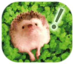 BOCKLE  -The hedgehog- sticker #10084969