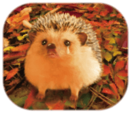 BOCKLE  -The hedgehog- sticker #10084971