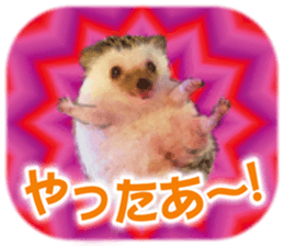BOCKLE  -The hedgehog- sticker #10084972