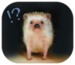 BOCKLE  -The hedgehog- sticker #10084975