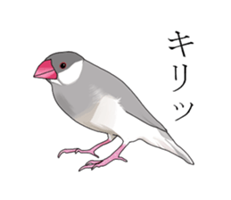 Daily life of a paddybird sticker #10089664