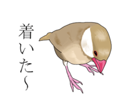 Daily life of a paddybird sticker #10089666