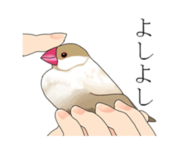 Daily life of a paddybird sticker #10089670