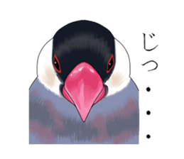 Daily life of a paddybird sticker #10089671