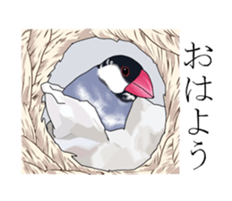 Daily life of a paddybird sticker #10089686