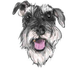Schnauzer Lovers - Our Schnauzers sticker #10097890