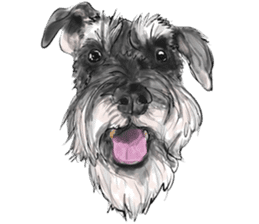 Schnauzer Lovers - Our Schnauzers sticker #10097890