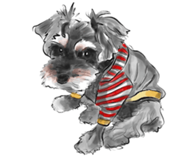 Schnauzer Lovers - Our Schnauzers sticker #10097908