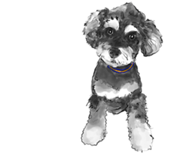 Schnauzer Lovers - Our Schnauzers sticker #10097911