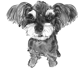 Schnauzer Lovers - Our Schnauzers sticker #10097919
