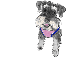 Schnauzer Lovers - Our Schnauzers sticker #10097920