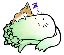 Chinese cabbage cat sticker #10104170