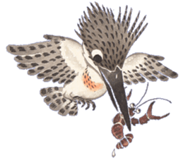 Happiness kingfisher-Crested Kingfisher sticker #10108221