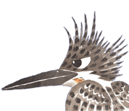 Happiness kingfisher-Crested Kingfisher sticker #10108230