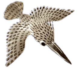 Happiness kingfisher-Crested Kingfisher sticker #10108231
