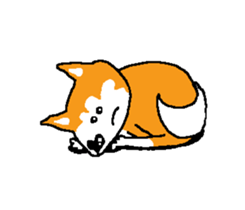 Shiba inu MOMO chan the third as well 15 sticker #10118753