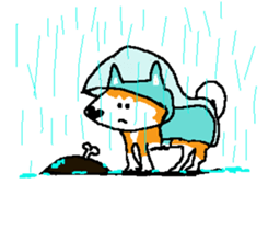 Shiba inu MOMO chan the third as well 15 sticker #10118762