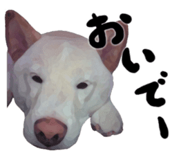 Sticker Shibainu(vol3) sticker #10119114