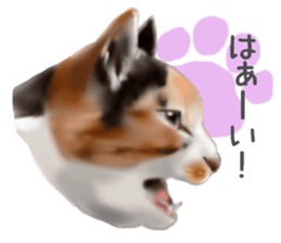 Garden of the cat sticker #10127108