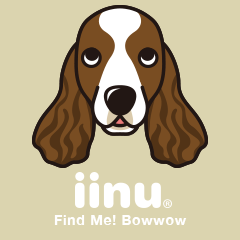 iinu - English Springer Spaniel