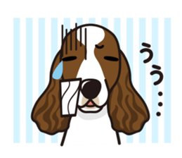 iinu - English Springer Spaniel sticker #10135497