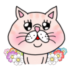 Exotic Shorthair of a pretty cat.