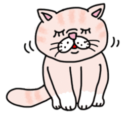 Exotic Shorthair of a pretty cat. sticker #10144502