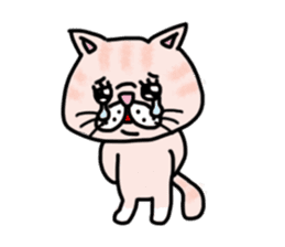 Exotic Shorthair of a pretty cat. sticker #10144506