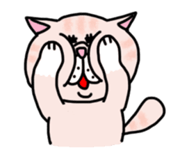 Exotic Shorthair of a pretty cat. sticker #10144508