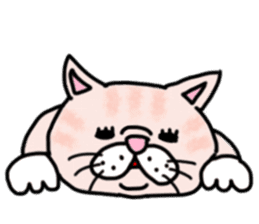 Exotic Shorthair of a pretty cat. sticker #10144509