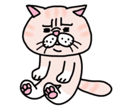 Exotic Shorthair of a pretty cat. sticker #10144510