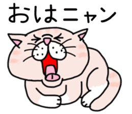 Exotic Shorthair of a pretty cat. sticker #10144518
