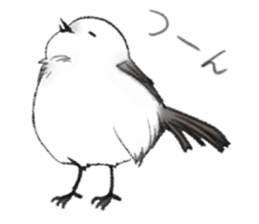 Shimaenaga  Long-tailed little bird sticker #10169843