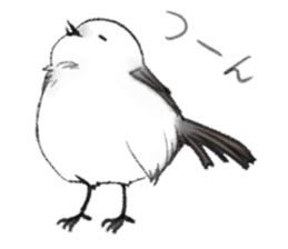 Shimaenaga Long-tailed little bird sticker #10169843