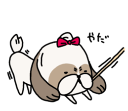 Shih Tzu 3 sticker #10189679