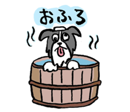 Border Collie everyday Sticker sticker #10190042