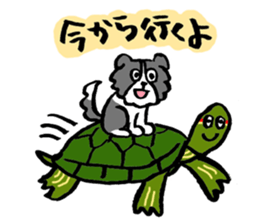 Border Collie everyday Sticker sticker #10190046