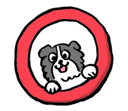Border Collie everyday Sticker sticker #10190054